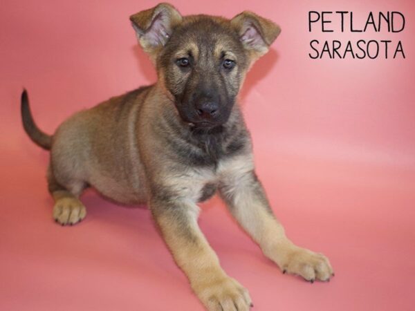 German Shepherd-DOG-Female-Sable-25465-Dream Tails Sarasota, Florida