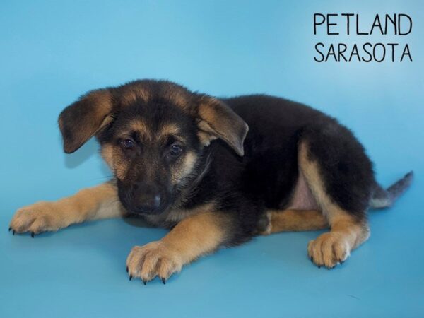 German Shepherd-DOG-Male-Black & Tan-25463-Dream Tails Sarasota, Florida