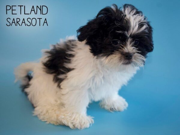 Teddy Bear-DOG-Male-Black / White-25459-Dream Tails Sarasota, Florida
