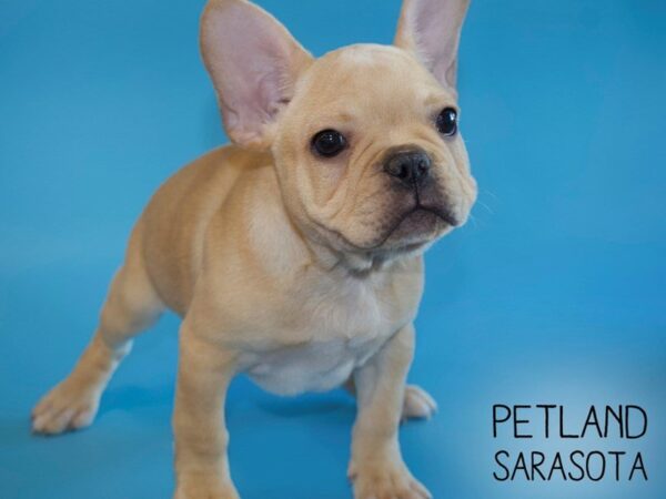 French Bulldog-DOG-Male-Fawn-25453-Dream Tails Sarasota, Florida