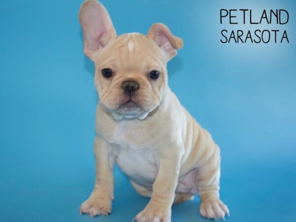 French Bulldog-DOG-Male-Fawn-25452-Dream Tails Sarasota, Florida