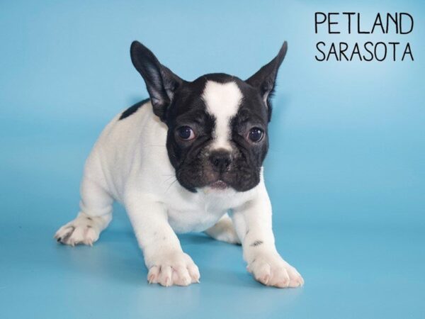 French Bulldog-DOG-Male-Black and White-25500-Dream Tails Sarasota, Florida