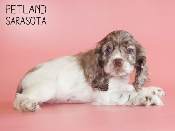Cocker Spaniel-DOG-Female-MERLE-25498-Dream Tails Sarasota, Florida
