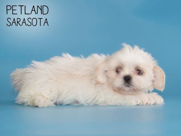 Shih Tzu-DOG-Male-BROWN WHITE-25497-Dream Tails Sarasota, Florida