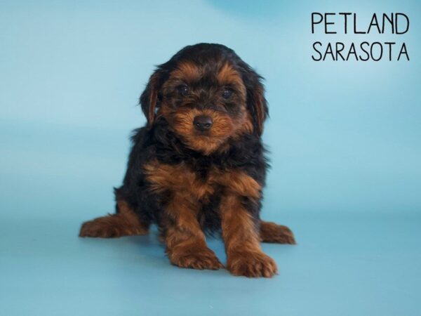 Yorkiepoo-DOG-Male-black tan-25496-Dream Tails Sarasota, Florida