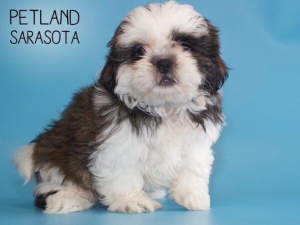 Shih Tzu-DOG-Male-BRINDLE WHITE-25495-Dream Tails Sarasota, Florida