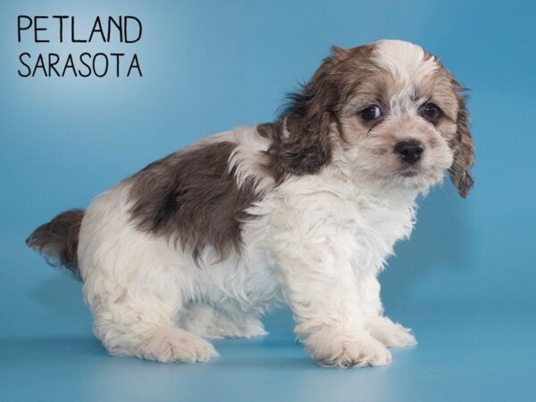 Cockerchon-DOG-Male-MERLE-25494-Dream Tails Sarasota, Florida