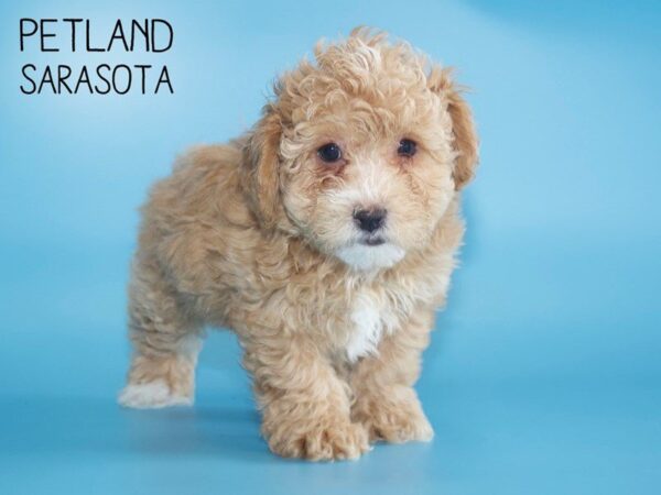 Bichonpoo-DOG-Male-APRICOT-25493-Dream Tails Sarasota, Florida