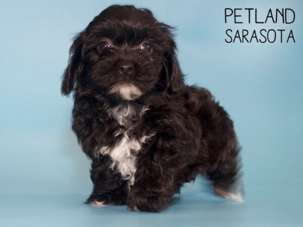 Shihpoo-DOG-Male-BLK WHITE-25492-Dream Tails Sarasota, Florida