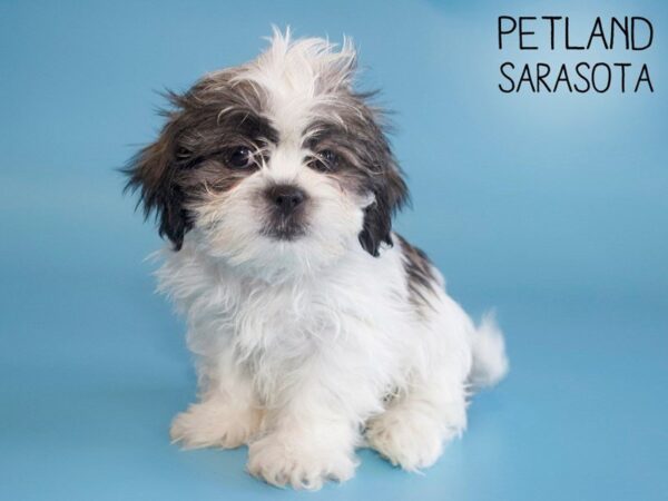 Teddy Bear-DOG-Male-BRINDLE  WHITE-25491-Dream Tails Sarasota, Florida