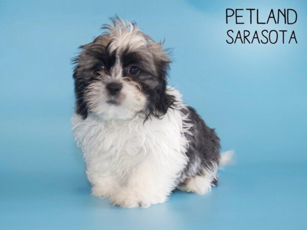 Teddy Bear-DOG-Male-BRINDLE WHITE-25490-Dream Tails Sarasota, Florida