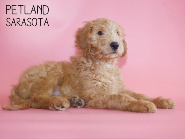 Goldendoodle-DOG-Female-Golden-25489-Dream Tails Sarasota, Florida