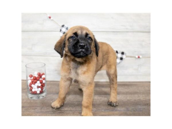 English Mastiff-DOG-Male-Fawn-25524-Dream Tails Sarasota, Florida