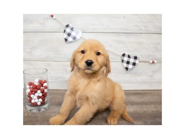 Golden Retriever-DOG-Male-Golden-25523-Dream Tails Sarasota, Florida