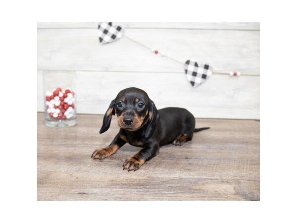 Dachshund-DOG-Male-Black / Tan-25522-Dream Tails Sarasota, Florida