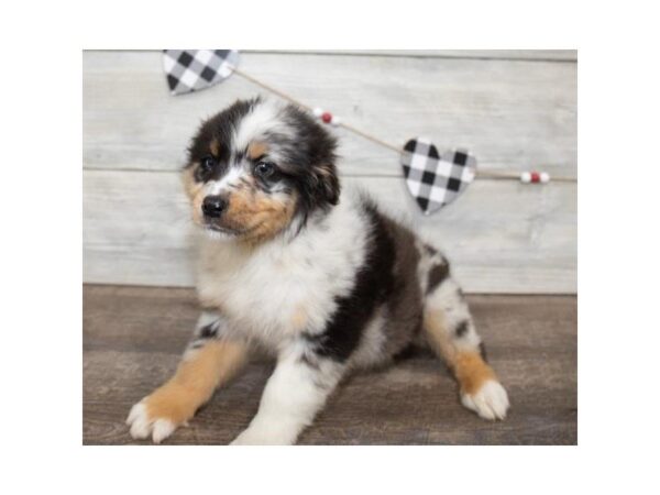 Australian Shepherd-DOG-Male-Blue Merle-25517-Dream Tails Sarasota, Florida