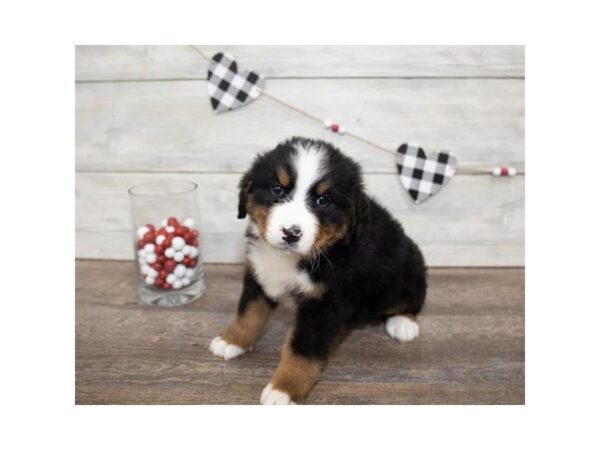 Bernese Mountain Dog-DOG-Male-Black / Rust-25518-Dream Tails Sarasota, Florida
