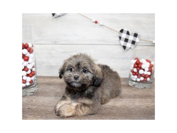 Shih Tzu-DOG-Female-Brindle-25527-Dream Tails Sarasota, Florida