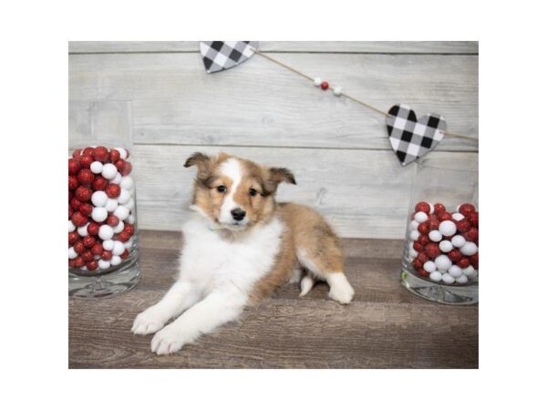 Shetland Sheepdog-DOG-Female-Sable / White-25526-Dream Tails Sarasota, Florida