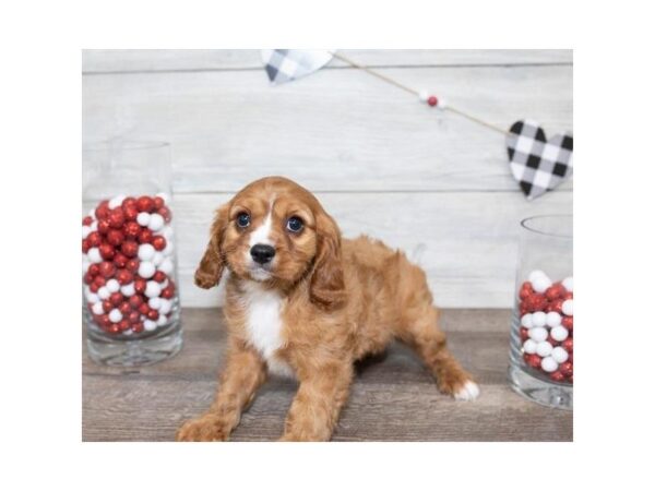 Cavalier King Charles Spaniel-DOG-Male-Ruby-25520-Dream Tails Sarasota, Florida