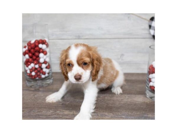 Cocker Spaniel-DOG-Female-Red / White-25521-Dream Tails Sarasota, Florida