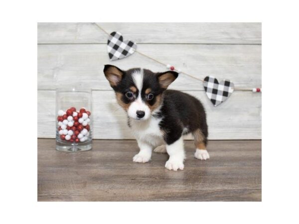 Pembroke Welsh Corgi-DOG-Male-Black White / Tan-25525-Dream Tails Sarasota, Florida