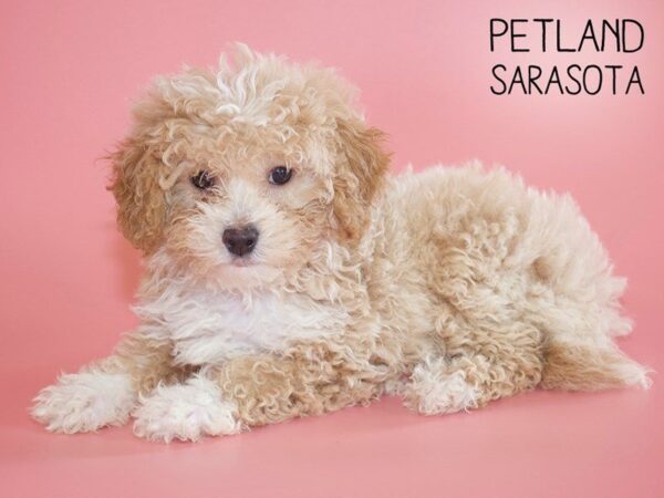 Maltipoo-DOG-Female-Apricot-25528-Dream Tails Sarasota, Florida