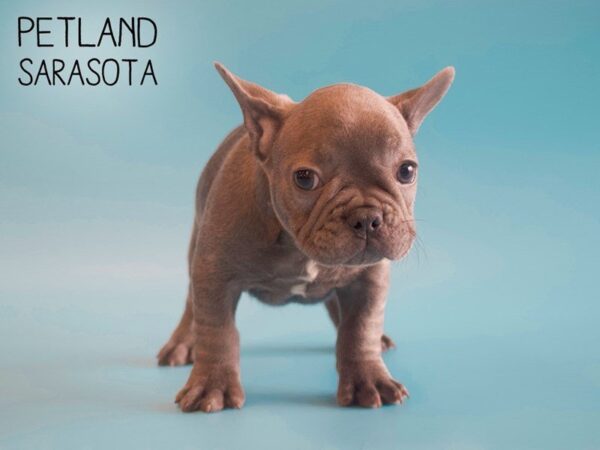 French Bulldog-DOG-Male-Blue-25516-Dream Tails Sarasota, Florida