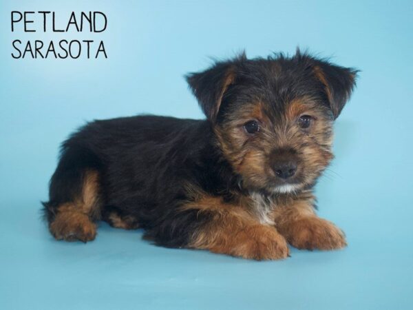 Morkie-DOG-Male-black tan-25515-Dream Tails Sarasota, Florida