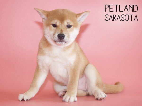 Shiba Inu-DOG-Female-RED-25514-Dream Tails Sarasota, Florida