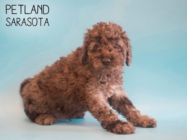 F2 MINI GOLDENDOODLE-DOG-Male-BLUE MERLE-25513-Dream Tails Sarasota, Florida