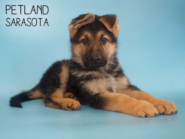 German Shepherd-DOG-Male-Black and Tan-25510-Dream Tails Sarasota, Florida