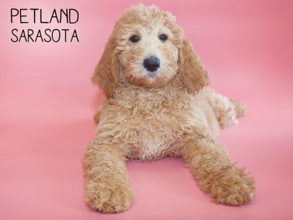 Goldendoodle-DOG-Female-RED-25509-Dream Tails Sarasota, Florida