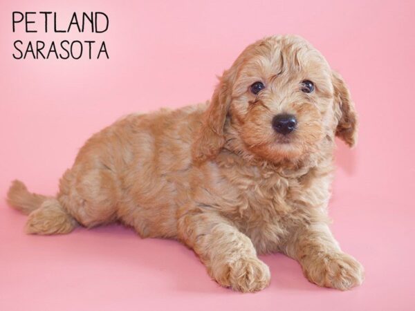F2 MINI GOLDENDOODLE-DOG-Female-Red-25508-Dream Tails Sarasota, Florida