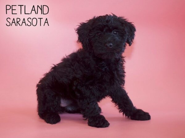 Woodle-DOG-Female-Black-25507-Dream Tails Sarasota, Florida