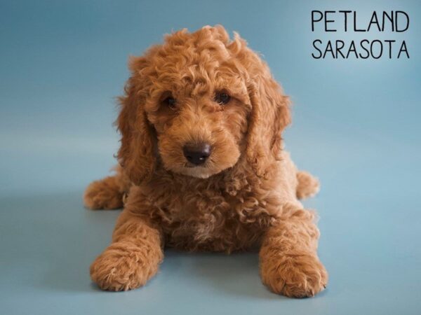 MOYEN POODLE-DOG-Male-RED-25506-Dream Tails Sarasota, Florida