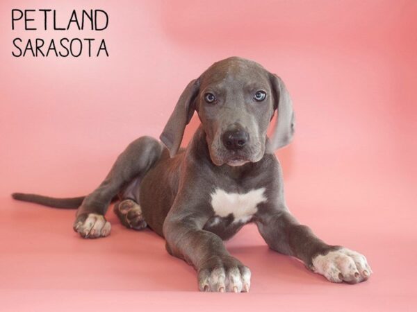 Great Dane-DOG-Female-Gray-25505-Dream Tails Sarasota, Florida