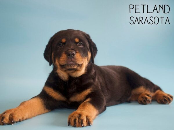 Rottweiler-DOG-Male-Black and Tan-25504-Dream Tails Sarasota, Florida