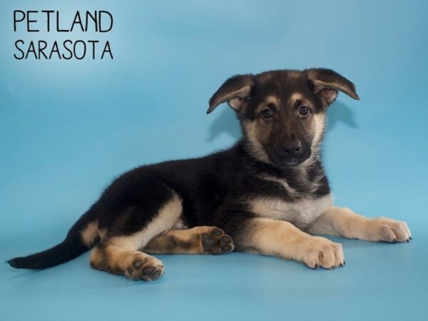 German Shepherd-DOG-Male-Black Tan-25501-Dream Tails Sarasota, Florida