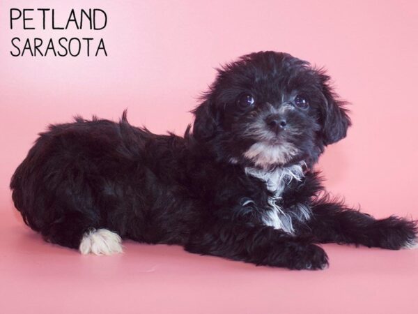 Yorkiepoo-DOG-Female-Black-25547-Dream Tails Sarasota, Florida