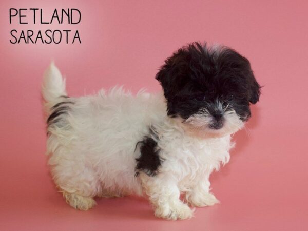 Shihpoo-DOG-Female-Black-25546-Dream Tails Sarasota, Florida