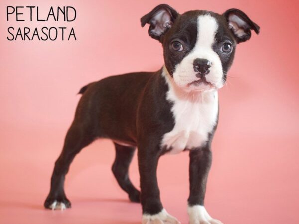 Boston Terrier-DOG-Female-Brindle / White-25545-Dream Tails Sarasota, Florida