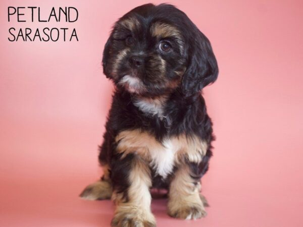 CavaTzu-DOG-Female-Black / Tan-25544-Dream Tails Sarasota, Florida