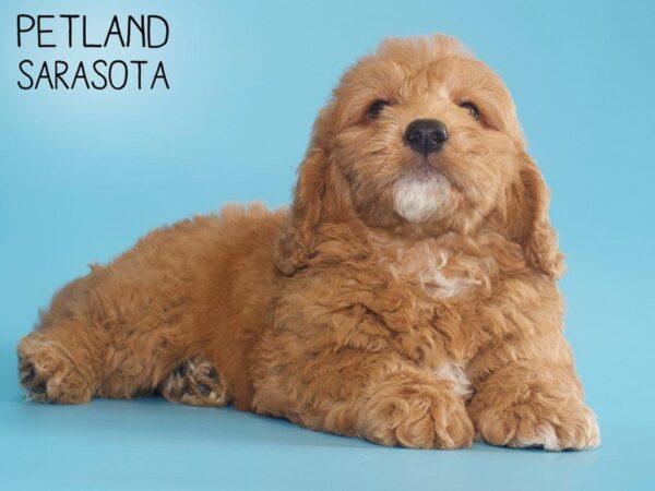 Miniature Goldendoodle-DOG-Male-Red-25543-Dream Tails Sarasota, Florida