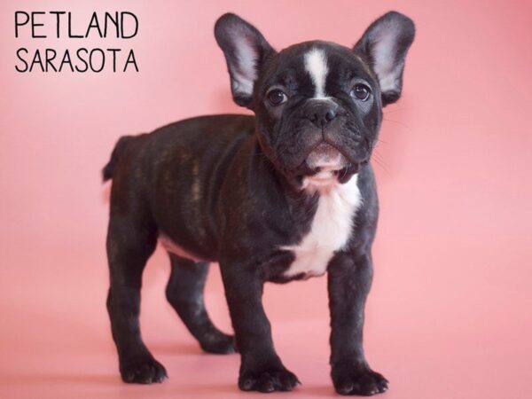 Frenchton-DOG-Female-Brindle-25542-Dream Tails Sarasota, Florida