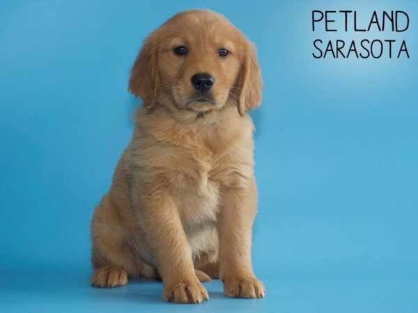 Golden Retriever-DOG-Male-Golden-25541-Dream Tails Sarasota, Florida