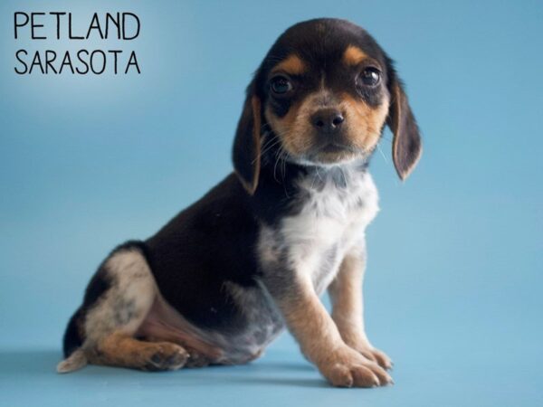 Beagle-DOG-Male-Black White / Tan-25540-Dream Tails Sarasota, Florida