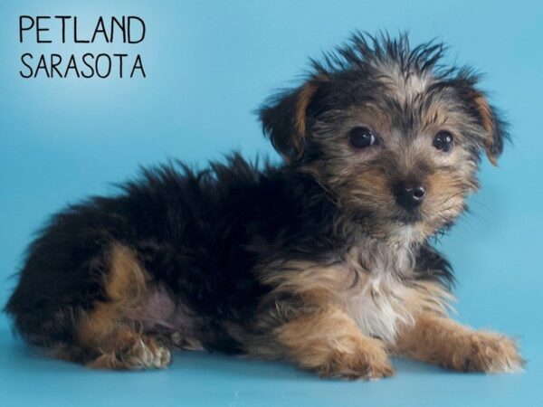 Yorkshire Terrier-DOG-Male-Black / Tan-25539-Dream Tails Sarasota, Florida