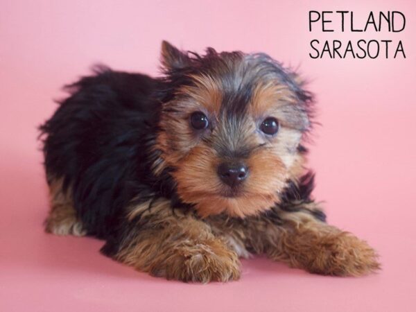 Yorkshire Terrier-DOG-Female-Black / Tan-25538-Dream Tails Sarasota, Florida