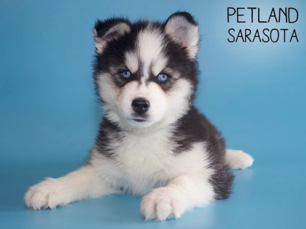 Siberian Husky-DOG-Male-Black / White-25537-Dream Tails Sarasota, Florida
